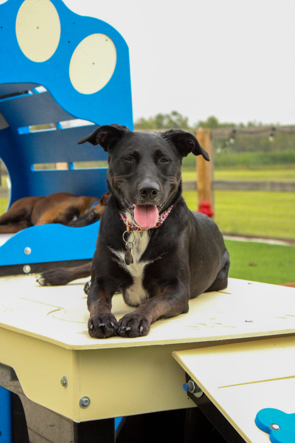 SERVICES Black Bayou Boarding